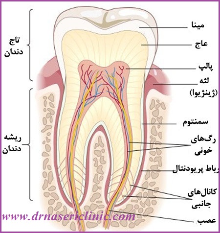 آناتومی دندان